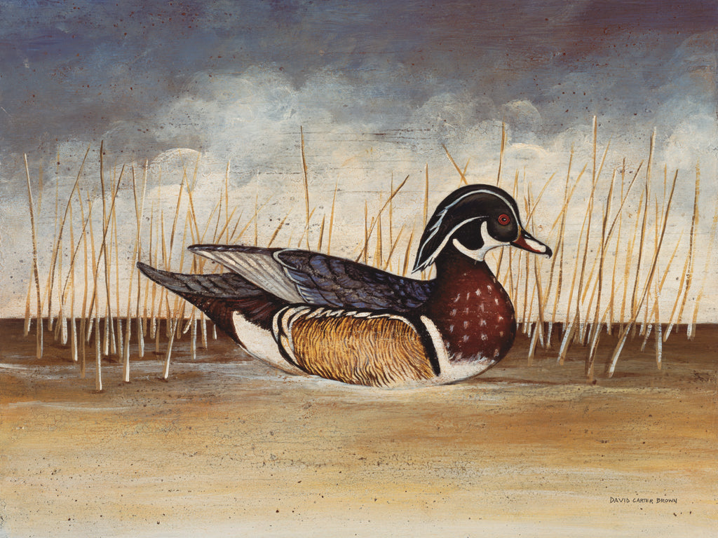 Reproduction of Wood Duck by David Carter Brown - Wall Decor Art