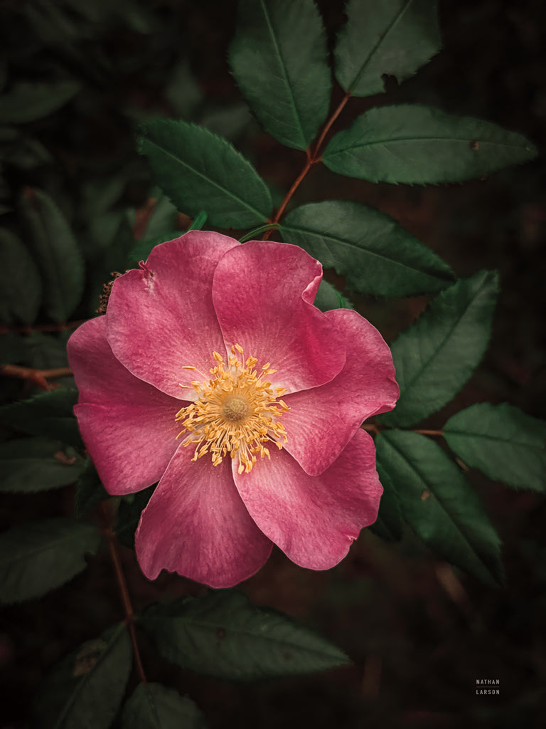 Reproduction of Wild Rose I by Nathan Larson - Wall Decor Art