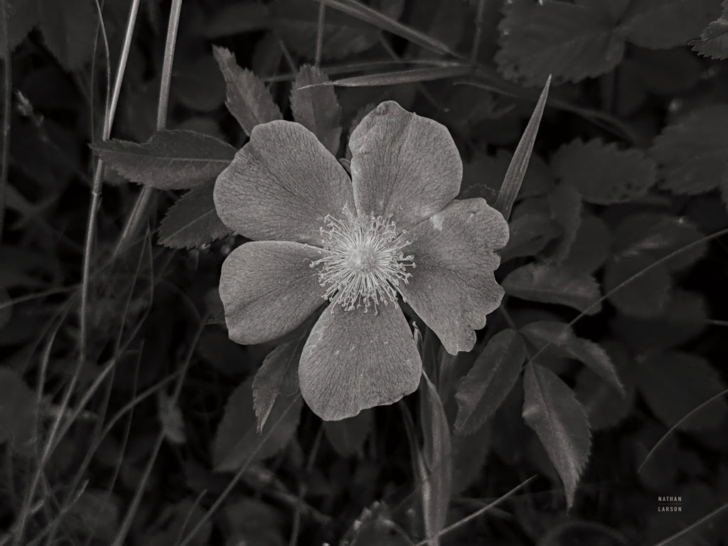 Reproduction of Wild Rose BW IV by Nathan Larson - Wall Decor Art