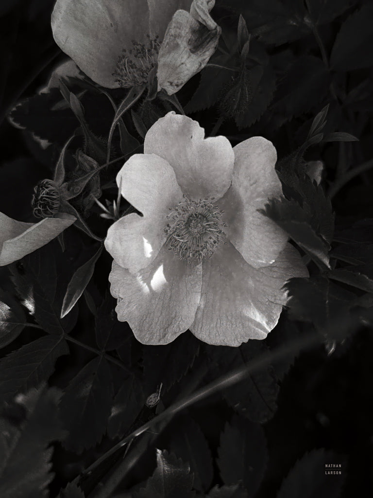 Reproduction of Wild Rose BW VI by Nathan Larson - Wall Decor Art