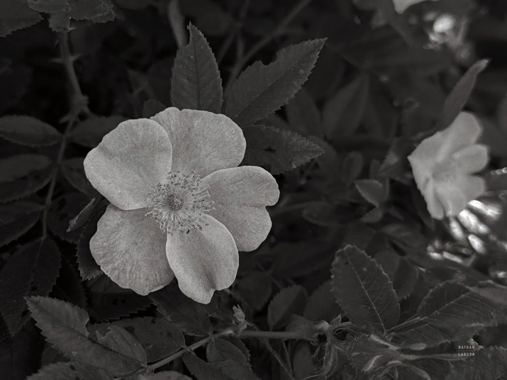 Reproduction of Wild Rose BW VIII by Nathan Larson - Wall Decor Art