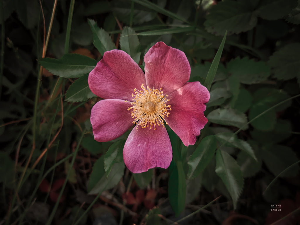 Reproduction of Wild Rose IV by Nathan Larson - Wall Decor Art
