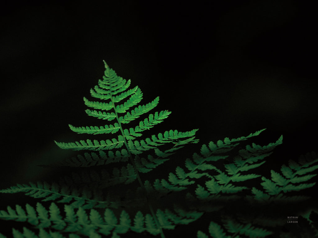 Reproduction of Forest Sunlight by Nathan Larson - Wall Decor Art