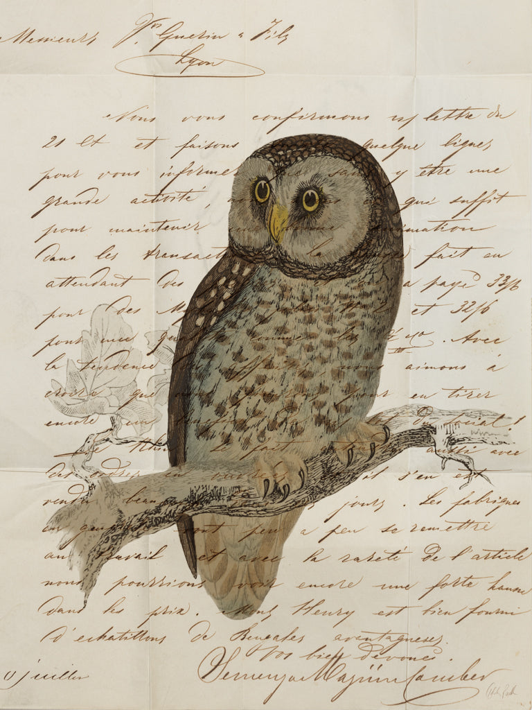 Reproduction of Boreal Owl by Deborah Revell - Wall Decor Art