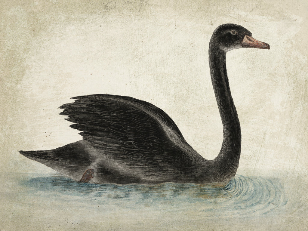 Reproduction of Swimming Swan Black Aged by Wild Apple Portfolio - Wall Decor Art