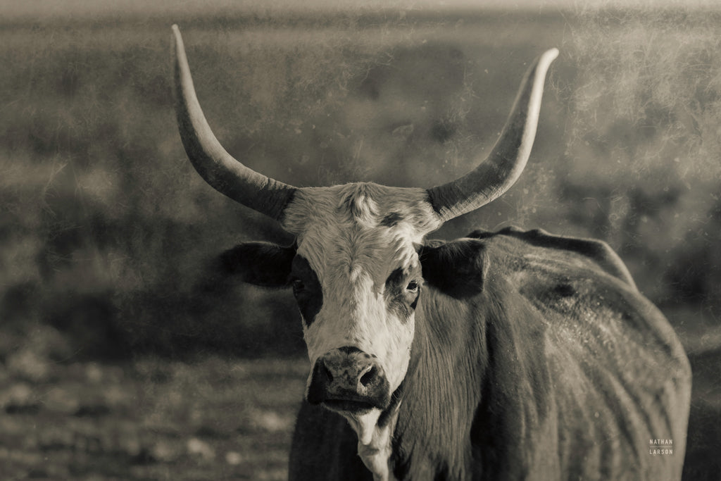 Reproduction of Sunset Cattle Portrait by Nathan Larson - Wall Decor Art