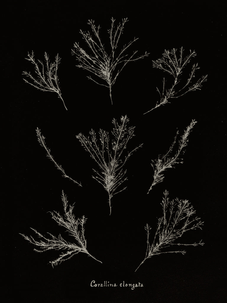 Reproduction of Delicate Coral I on Black by Wild Apple Portfolio - Wall Decor Art