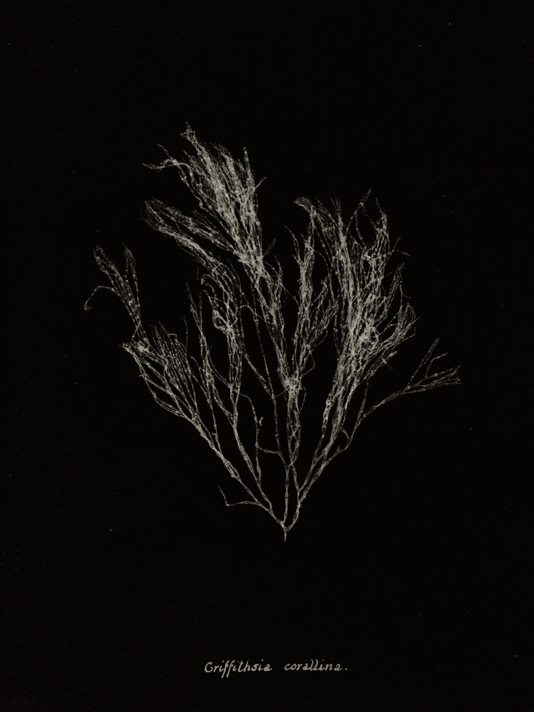 Reproduction of Delicate Coral III on Black by Wild Apple Portfolio - Wall Decor Art