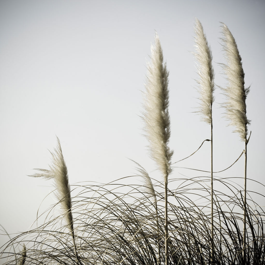 Spirit Dance II