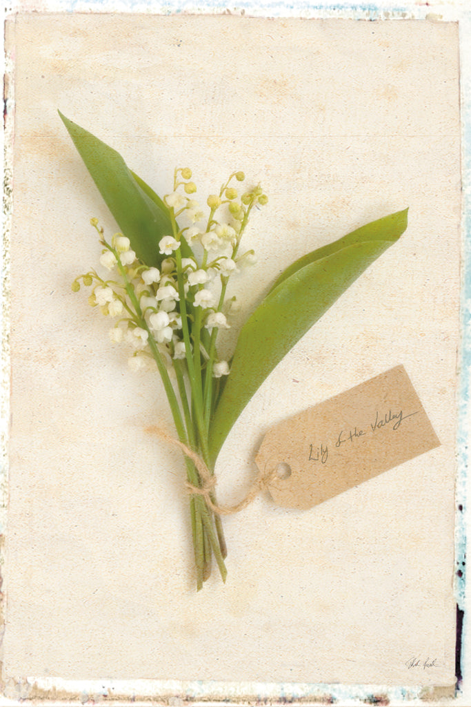 Reproduction of Cottage Lily of the Valley by Deborah Revell - Wall Decor Art