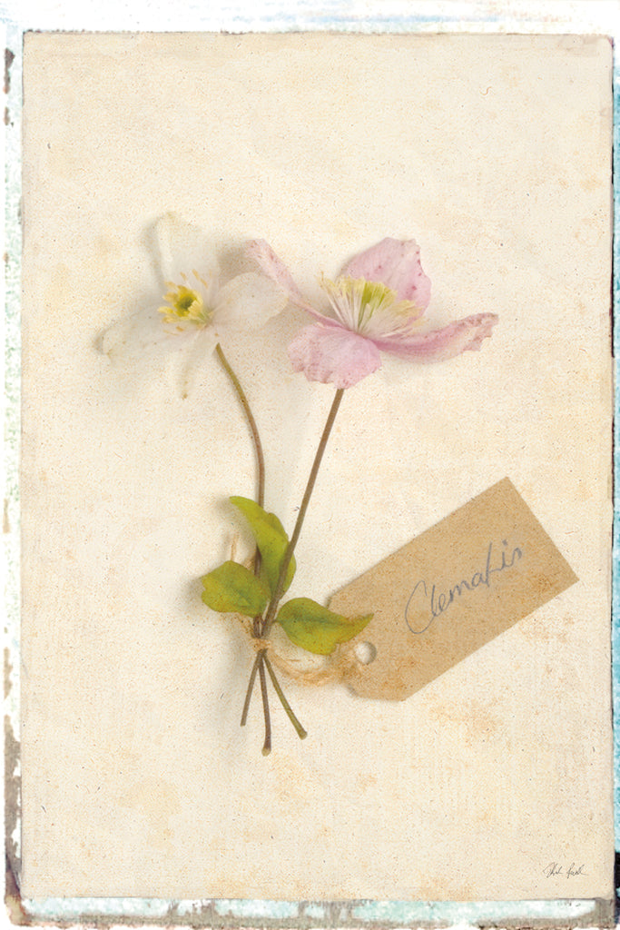Reproduction of Cottage Clematis by Deborah Revell - Wall Decor Art