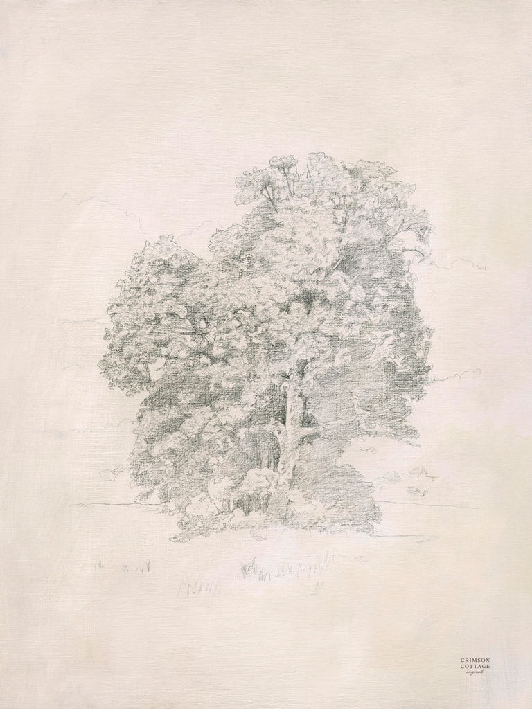 Reproduction of Sycamore Tree I by Crimson Cottage - Wall Decor Art