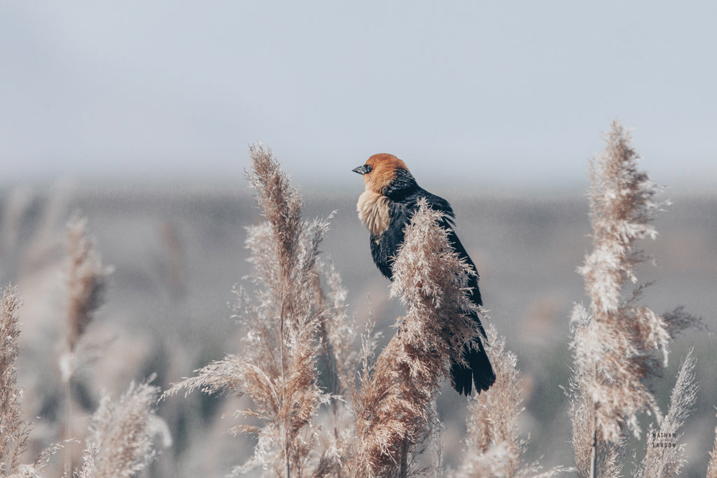 Reproduction of Yellow Headed Blackbird by Nathan Larson - Wall Decor Art