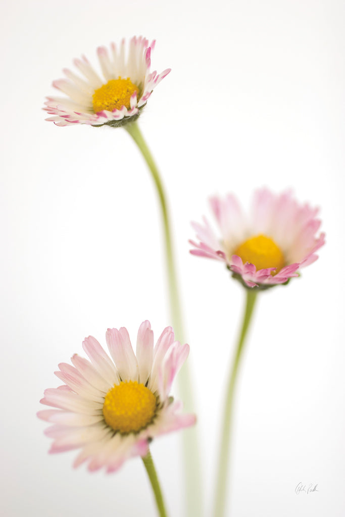 Reproduction of Dasies by Deborah Revell - Wall Decor Art