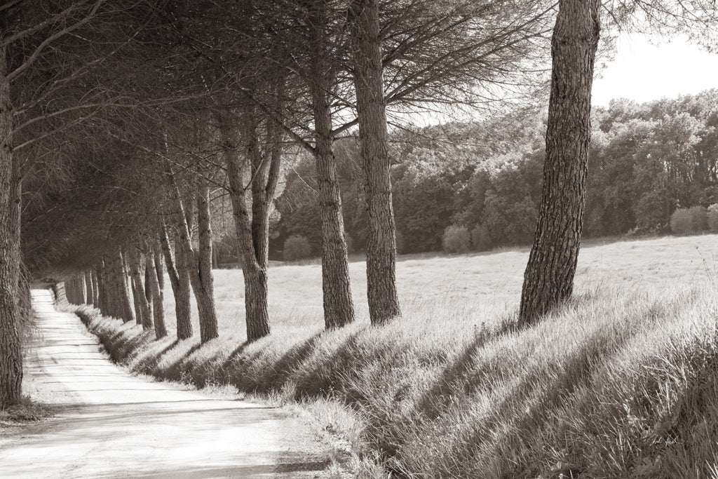 Reproduction of Tuscan Road by Deborah Revell - Wall Decor Art