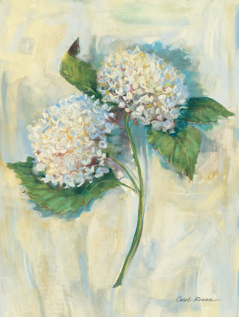 Reproduction of White Hydrangea by Carol Rowan - Wall Decor Art