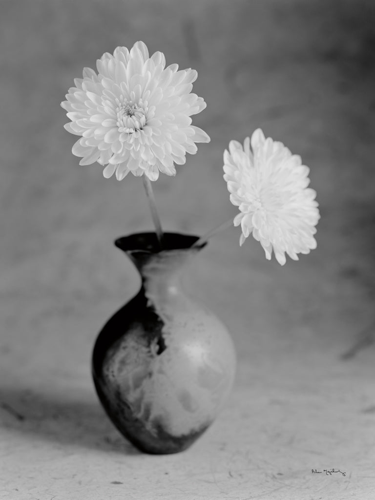 Reproduction of Chrysanthemum III BW by Alan Majchrowicz - Wall Decor Art