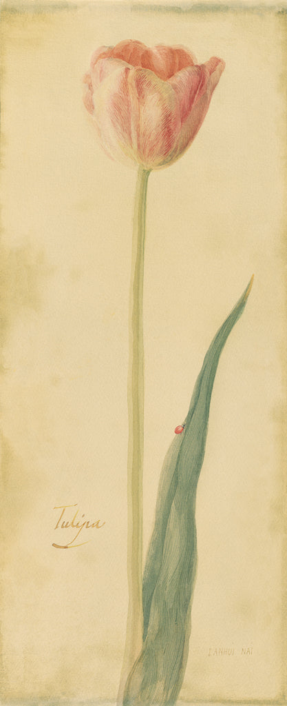 Reproduction of Botanical Tulipe by Danhui Nai - Wall Decor Art