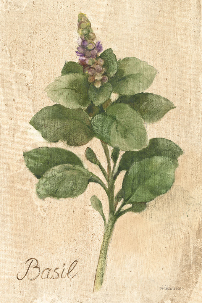Reproduction of Basil by Albena Hristova - Wall Decor Art