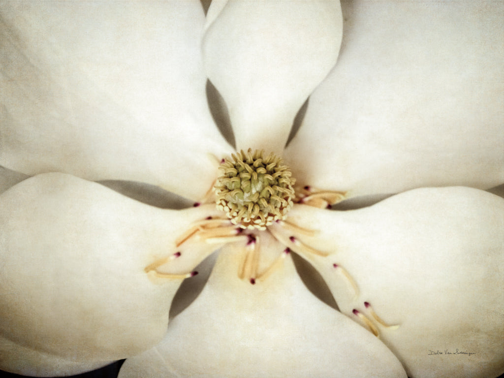 Reproduction of Magnolia Detail I by Debra Van Swearingen - Wall Decor Art