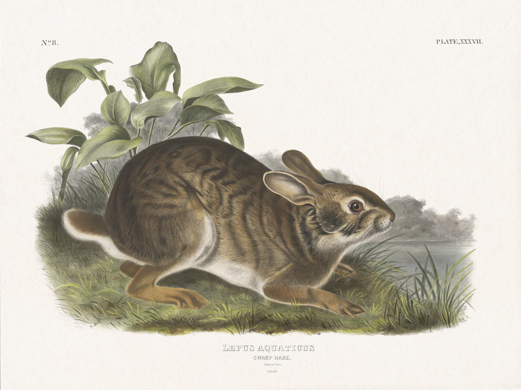 Reproduction of Cottage Hare I by Wild Apple Portfolio - Wall Decor Art