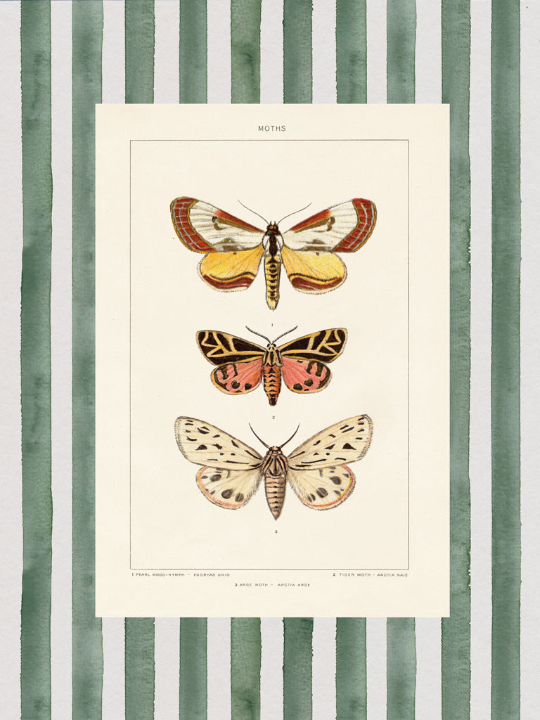 Reproduction of Vintage Moths Stripe II by Wild Apple Portfolio - Wall Decor Art