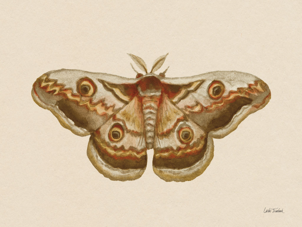 Reproduction of Spooky Halloween Moth II by Leslie Trimbach - Wall Decor Art