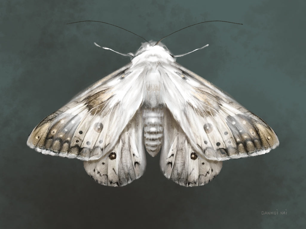 Reproduction of Elegant Moth II by Danhui Nai - Wall Decor Art