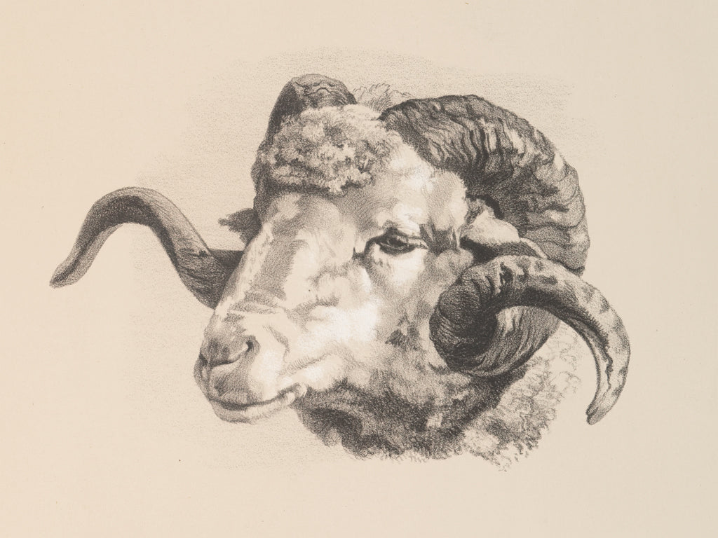 Reproduction of Farm Sketch V by Wild Apple Portfolio - Wall Decor Art