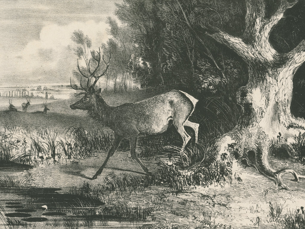 Reproduction of Forest Stag by Wild Apple Portfolio - Wall Decor Art