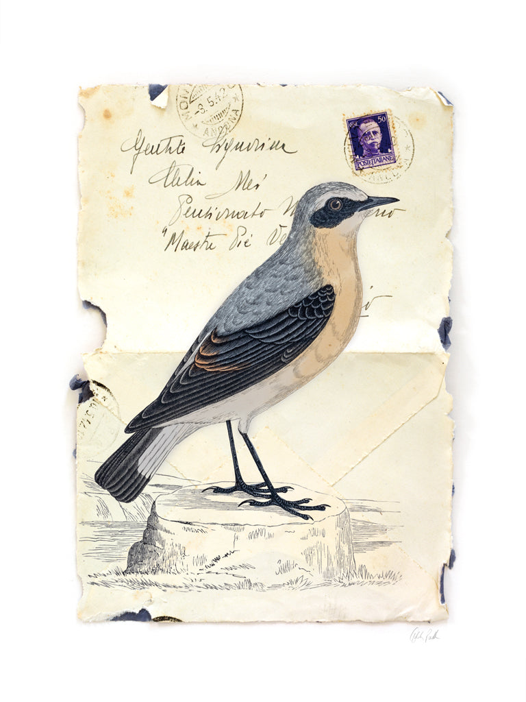 Reproduction of Wheatear by Deborah Revell - Wall Decor Art