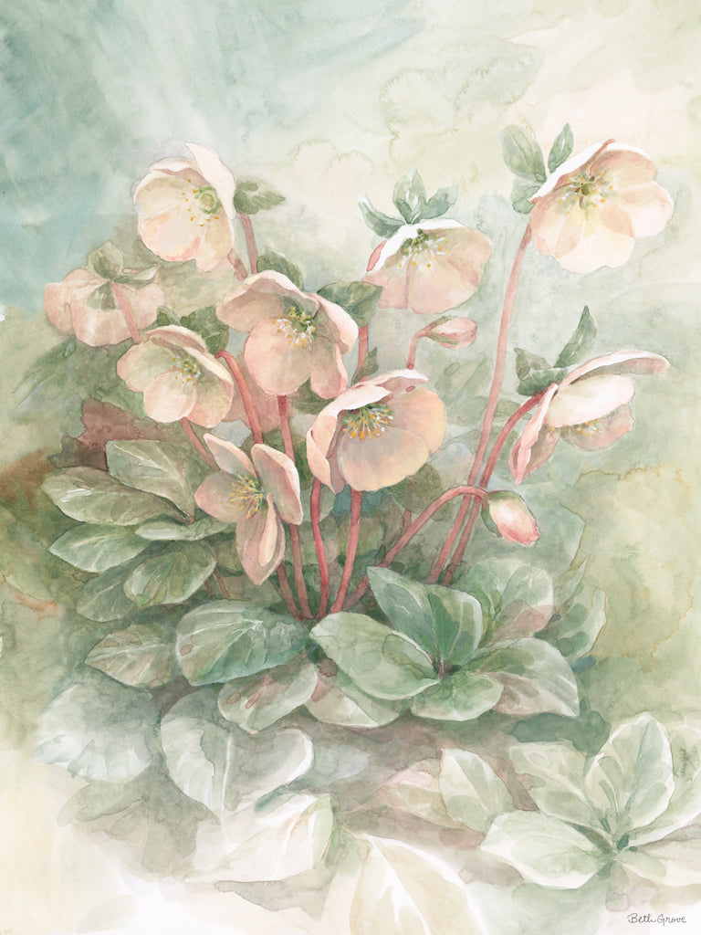 Reproduction of Hellebores by Beth Grove - Wall Decor Art