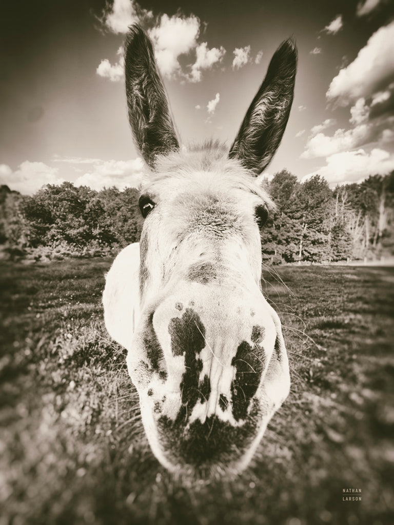 Reproduction of Give Me Treats Sepia by Nathan Larson - Wall Decor Art