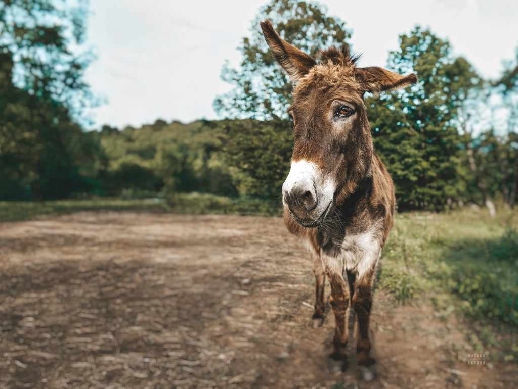 Reproduction of Donkey Tilt by Nathan Larson - Wall Decor Art