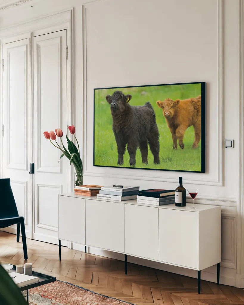 Scottish Highland Cattle VIII by Alan Majchrowicz. shown as a framed stretched canvas in a living room above a console. Available as a archival giclee rolled canvas, fine art paper, or poster print. SKU 52308i.