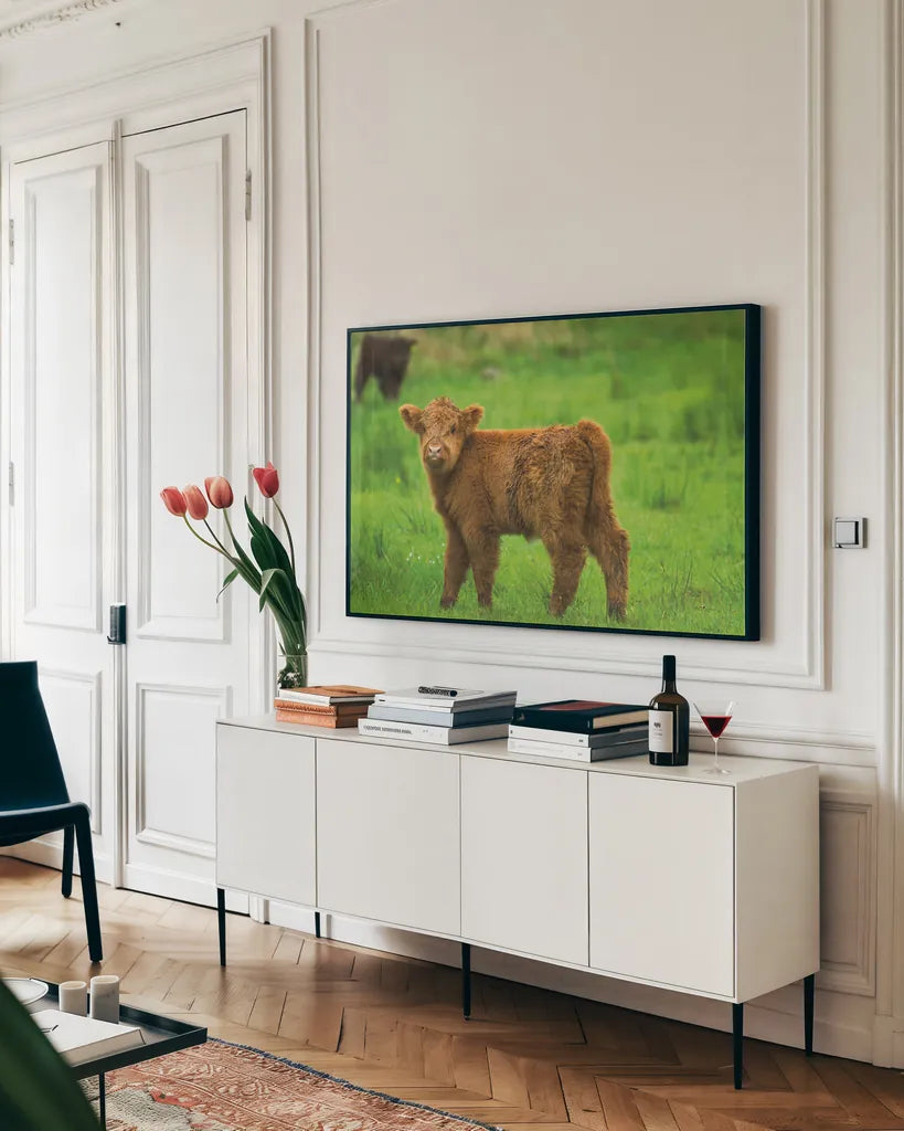 Scottish Highland Cattle X by Alan Majchrowicz. shown as a framed stretched canvas in a living room above a console. Available as a archival giclee rolled canvas, fine art paper, or poster print. SKU 52310i.