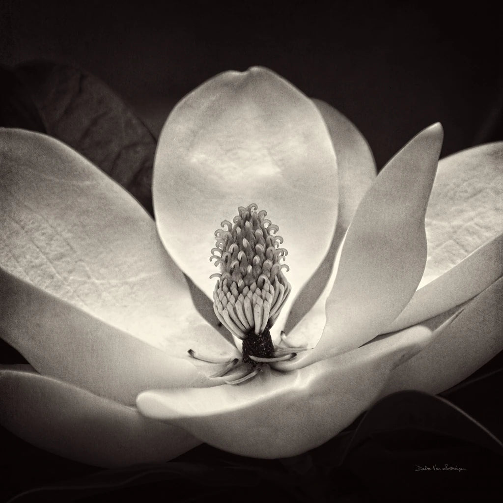 Moonlit Magnolia I by Debra Van Swearingen