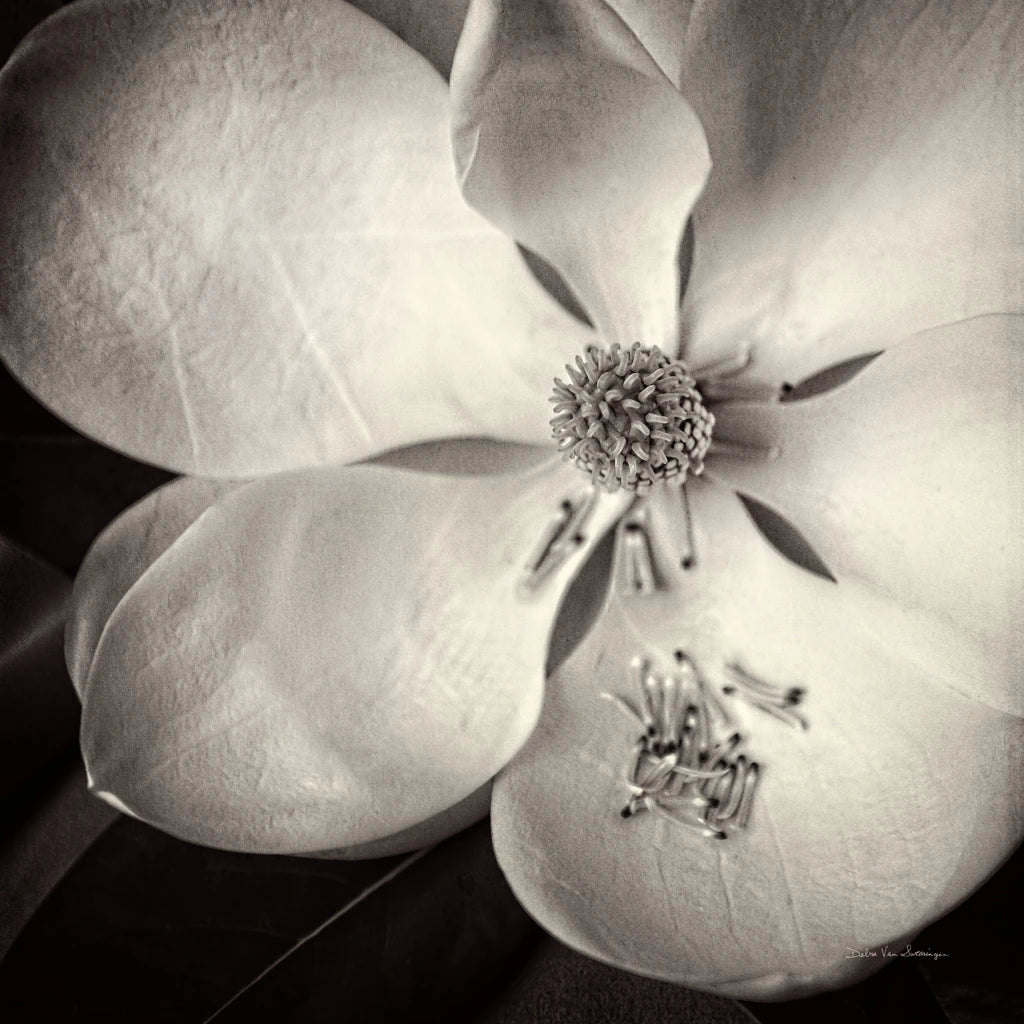 Moonlit Magnolia II by Debra Van Swearingen