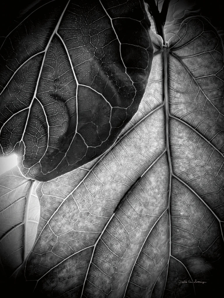Sunlit Leaf II by Debra Van Swearingen