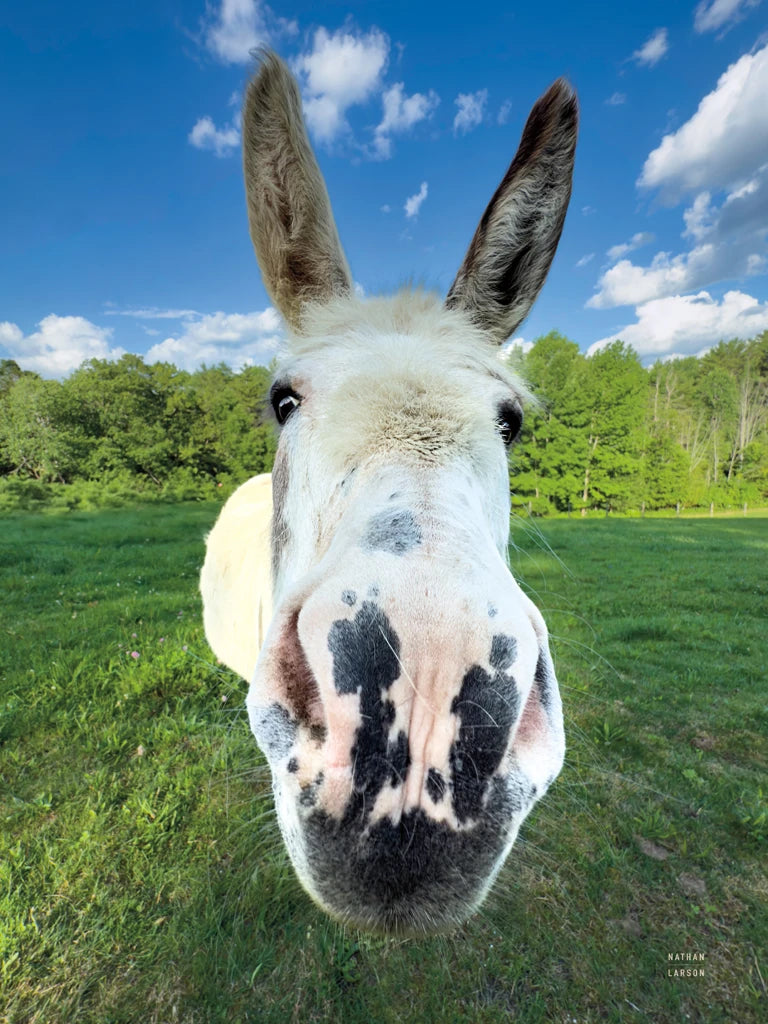 Give Me Treats by Nathan Larson