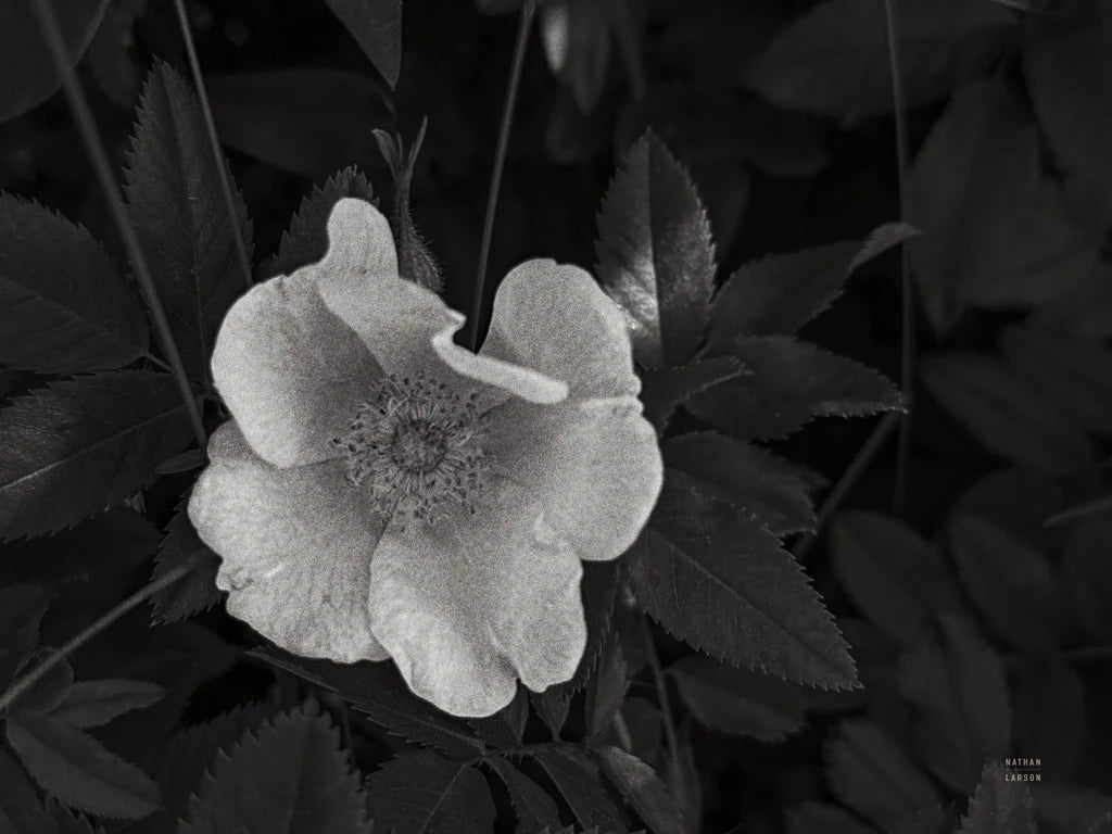 Wild Rose BW III by Nathan Larson