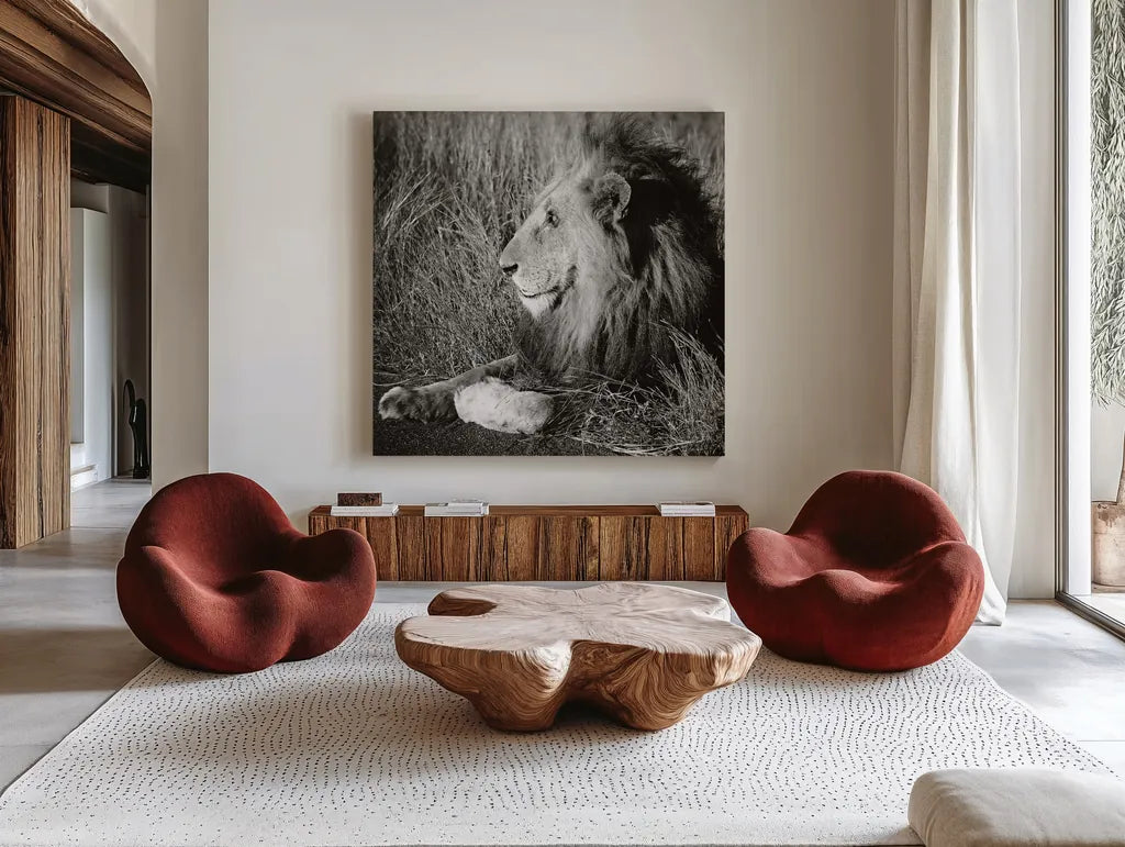 Golden Old Lion Square BW by Sharon Vardy. Shown as extra-large giant wall art in a modern living room. Available as an archival giclee rolled canvas, fine art paper, or poster print. SKU 99887a.