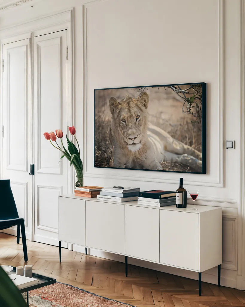 Lion Gaze by Sharon Vardy. shown as a framed stretched canvas in a living room above a console. Available as a archival giclee rolled canvas, fine art paper, or poster print. SKU 92668i.