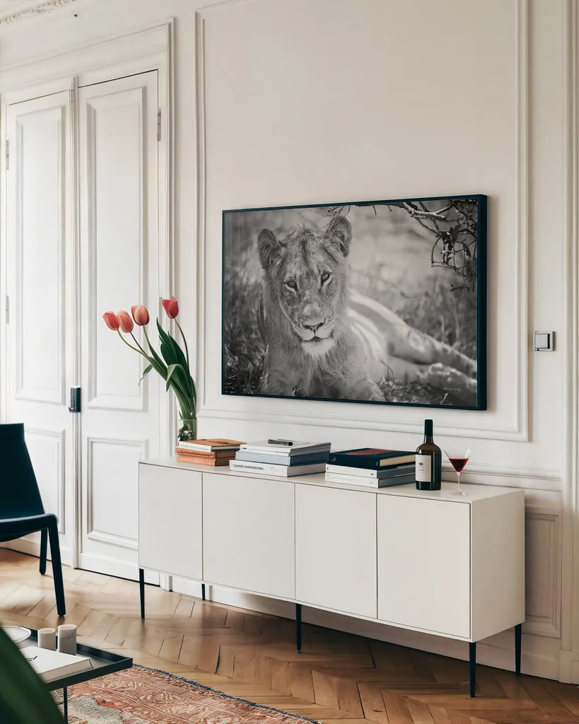 Lion Gaze BW by Sharon Vardy. shown as a framed stretched canvas in a living room above a console. Available as a archival giclee rolled canvas, fine art paper, or poster print. SKU 92669i.