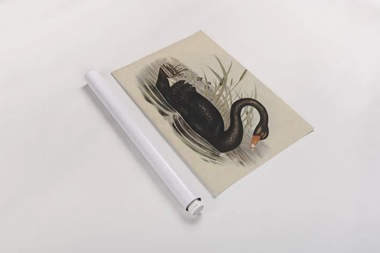 Black Swan Vintage Book Aged by Wild Apple Portfolio. shown as a rolled paper print. Available as archival giclee rolled canvas, fine art paper, or poster print. SKU 101601i.