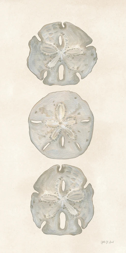 Trio of Sand Dollars by Yvette St. Amant