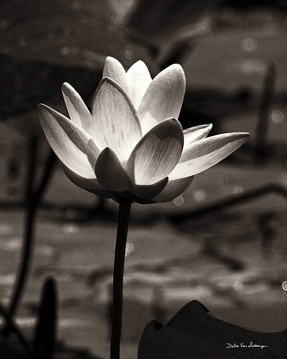 Reproduction of Lotus Flower VII by Debra Van Swearingen - Wall Decor Art