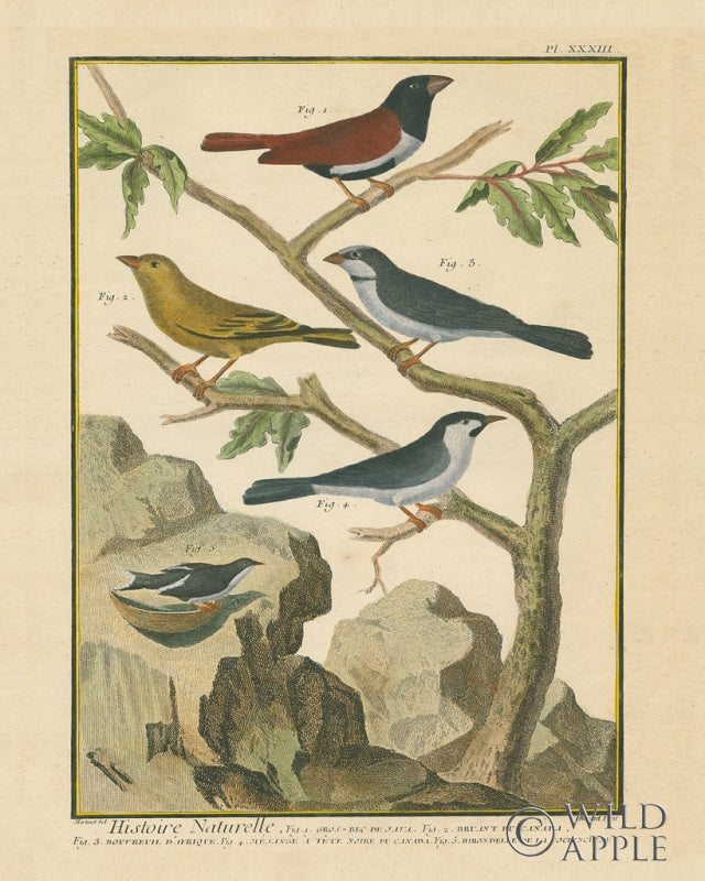 Reproduction of Bird Drawing IV Crop by Wild Apple Portfolio - Wall Decor Art