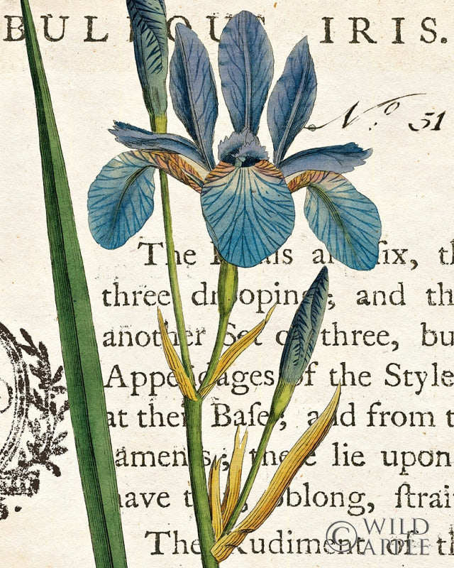 Reproduction of Iris Letter by Sue Schlabach - Wall Decor Art