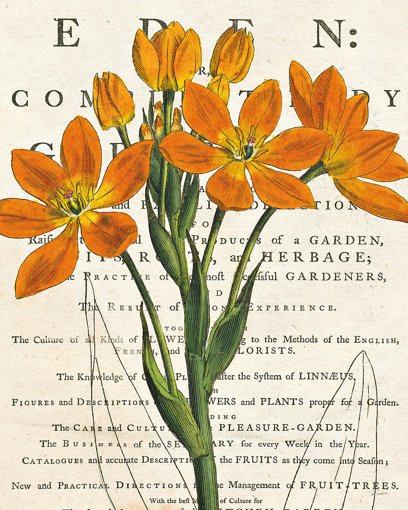 Reproduction of Euphorbia Botany by Sue Schlabach - Wall Decor Art